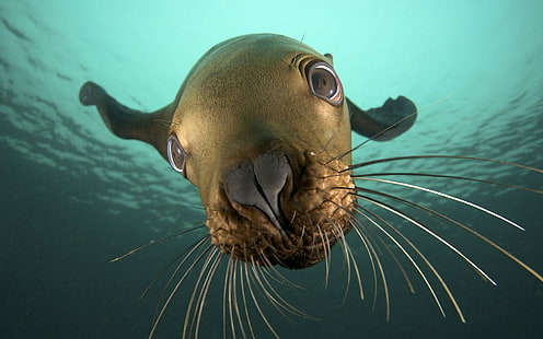 природа, животные, тюлени, подводный, крупным планом, море, HD обои HD wallpaper