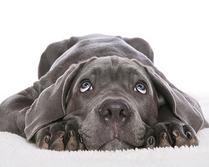 anjing pit bull Amerika biru terrier, anjing, hitam, putih, wajah, imut, Wallpaper HD