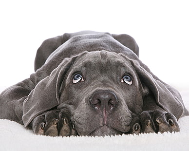 синьо американско питбул териер кученце, куче, черно, бяло, лице, сладко, HD тапет HD wallpaper