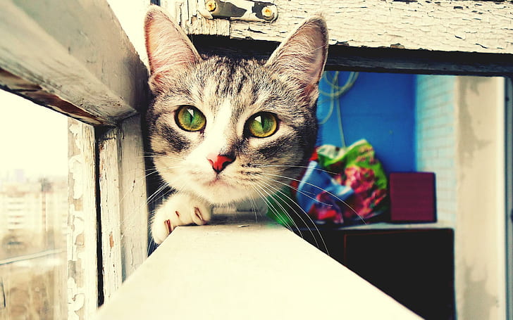 Kedi yeşil gözler fotoğraf, kediler, gözler, yeşil, fotoğraf, HD masaüstü duvar kağıdı