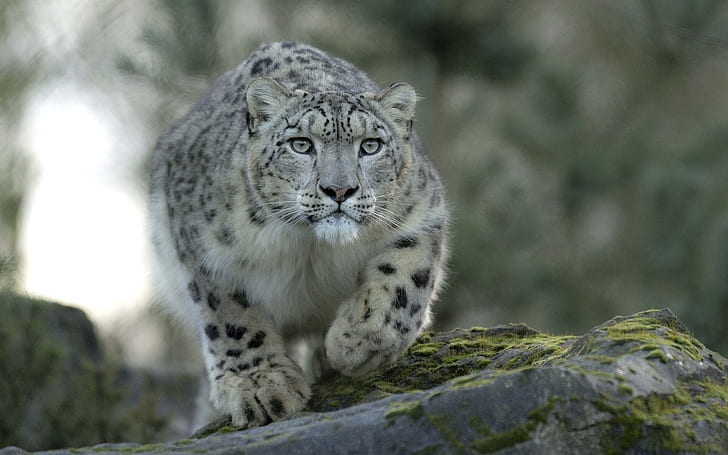 cat, leopard, predator, snow, HD wallpaper