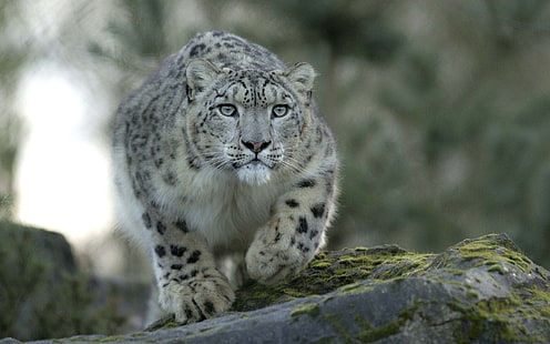 cat, leopard, predator, snow, HD wallpaper HD wallpaper