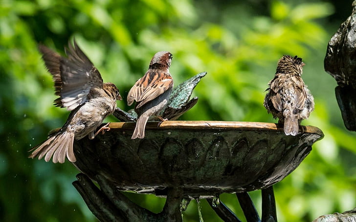 Fountain Sparrows Birds, fountain, sparrows, birds, HD wallpaper