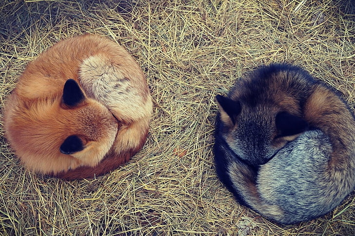 two brown and black foxes, two brown and black foxes sleeping on brown grass during daytime, nature, animals, fox, HD wallpaper