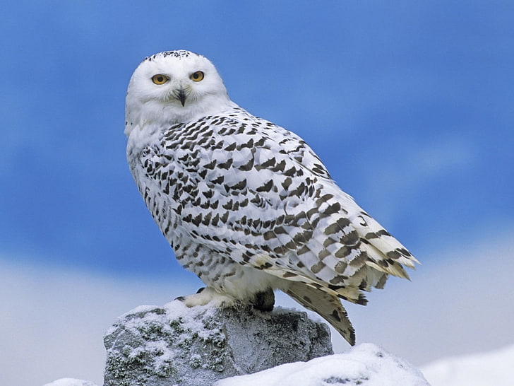 white and black eagle, owl, bird, snow, predator, HD wallpaper
