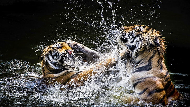 Fight, big cats, tiger, wildlife, wild animals, water, drops, tigers,  terrestrial animal, HD wallpaper | Wallpaperbetter