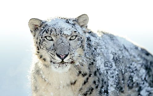 nature, snow leopards, snow, animals, big cats, leopard (animal), HD wallpaper HD wallpaper