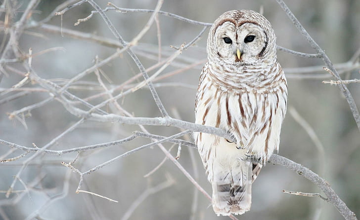 White Owl In Winter, tree, white, bird, animal, feathers, raptor, season, winter, animals, HD wallpaper