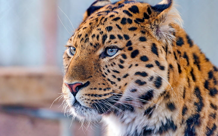 adult leopard, leopard, blue, eyes, predator, HD wallpaper