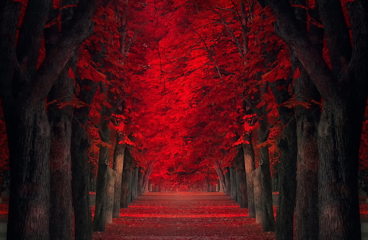 red leafed trees, trees, alley, red leaves, HD wallpaper