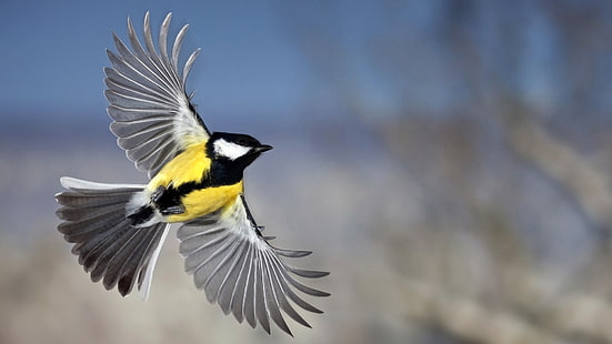 жълто-сиво-черна птица, птици, синигер, голяма синигер, животни, HD тапет HD wallpaper