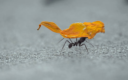 Makro, Ameisen, Sand, Hymenoptera, Insekt, HD-Hintergrundbild HD wallpaper