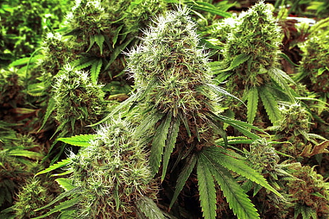 420, канабис, марихуана, трева, HD тапет HD wallpaper