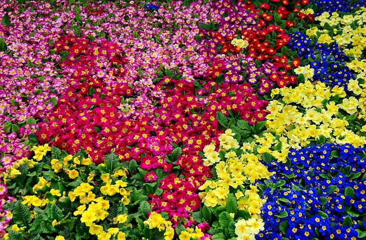 fleurs de primevère assorties, primevère, fleurs, lumineuses, colorées, nombreuses, Fond d'écran HD