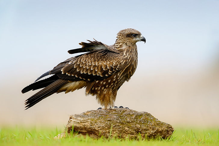 brown and black falcon, eagle, bird, stone, HD wallpaper
