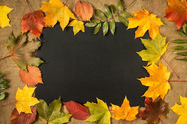 autunno, foglie, sfondo, colorato, acero, giallo, cornice, Sfondo HD
