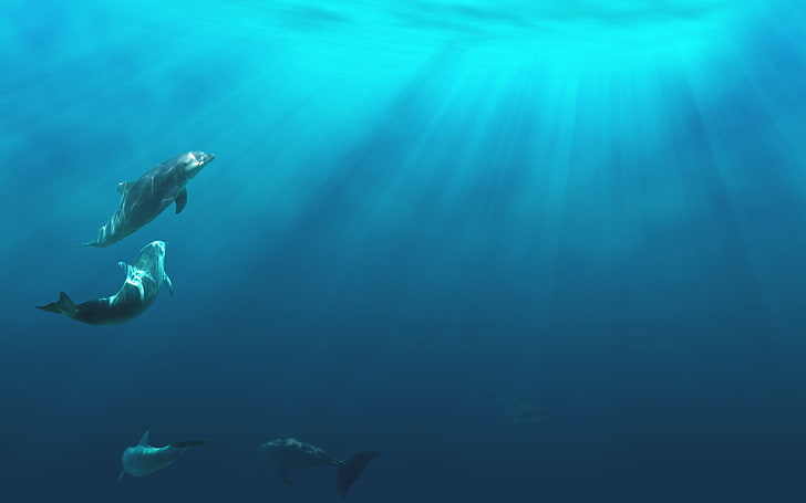underwater desktop background pictures, HD wallpaper
