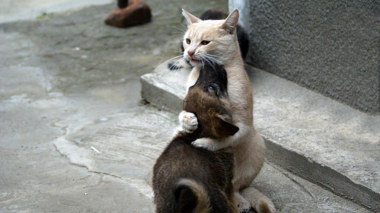 gato laranja de pêlo curto, gato, cachorro, abraçando, animais, filhotes, HD papel de parede HD wallpaper