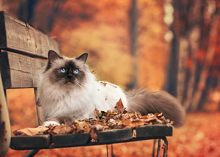 Кошки, Кошка, Животное, Скамья, Осень, Лес, Гималайский кот, HD обои HD wallpaper