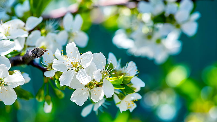 Frühling, Frühling, Baum, Blühen, blumiger Baum, Blüte, HD-Hintergrundbild