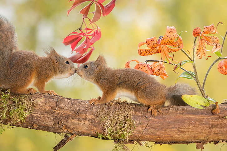 two brown squirrels, autumn, animals, flowers, nature, tree, Lily, branch, pair, proteins, rodents, HD wallpaper