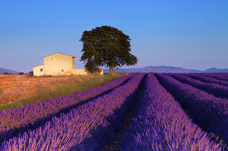 purple leafed plants, field, the sky, tree, blue, France, house, lavender, HD wallpaper