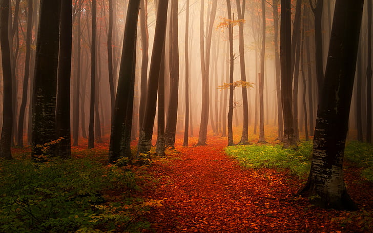 Лесной пейзаж, Пейзажи, Природа, Осень, деревья, туман, лес, тропа, листья, HD обои