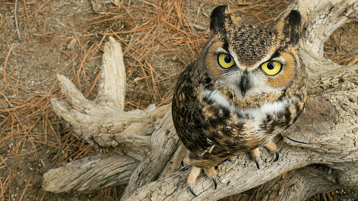 owl, bird, fauna, bird of prey, beak, wildlife, eyes, great horned owl, HD wallpaper