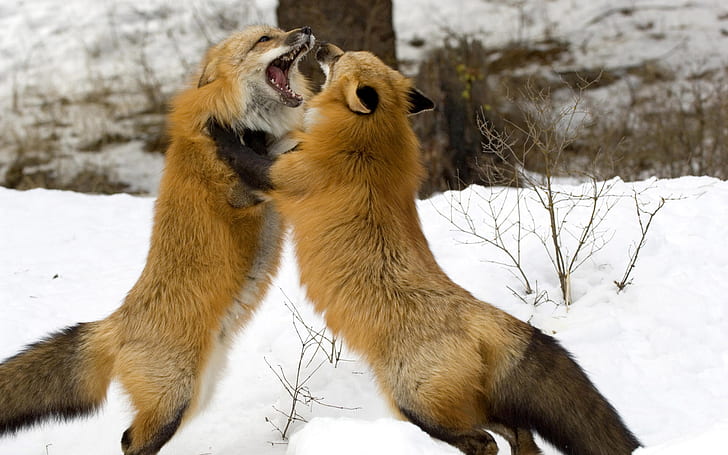 Foxes Fighting, Animals, Fox, amazing animals wallpapers, beautiful animal  wallpaper, HD wallpaper | Wallpaperbetter
