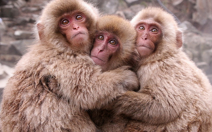 three brown monkeys, monkeys, warm, kids, HD wallpaper