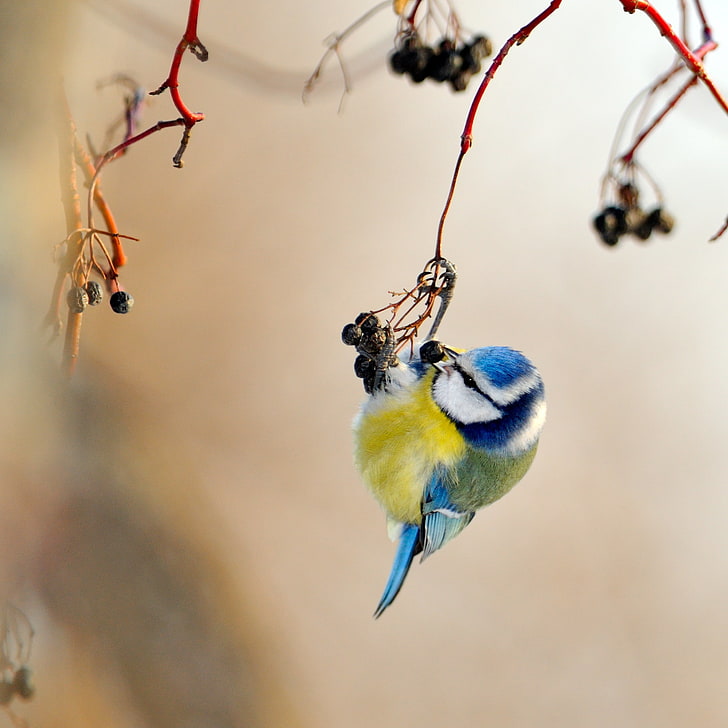 Eurasian blue tit bird perching on plant selective focus photography, yellow, blue, bird, tit, HD wallpaper