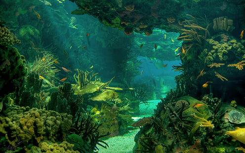 fish, landscape, ocean, sea, seabed, underwater, HD wallpaper HD wallpaper