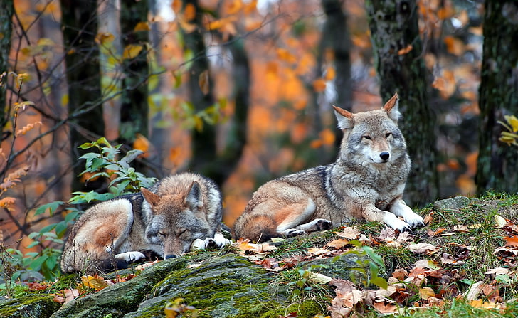 Wolfs, two brown-and-gray wolves, Animals, Wild, HD wallpaper