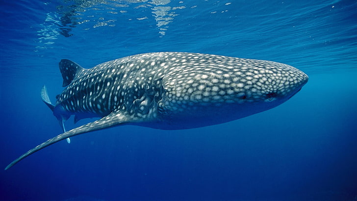 wieloryb szary i biały, zwierzęta, podwodne, rekin wielorybi, niebieski, Tapety HD