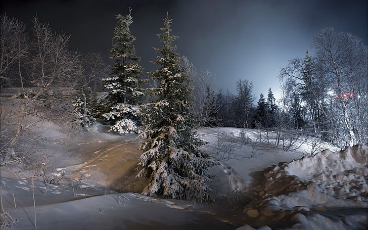 заснежени ели, нощ, пейзаж, дървета, сняг, лед, зима, HD тапет