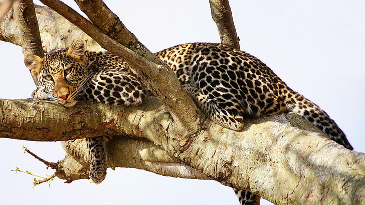 alam, margasatwa, jaguar, binatang, Wallpaper HD