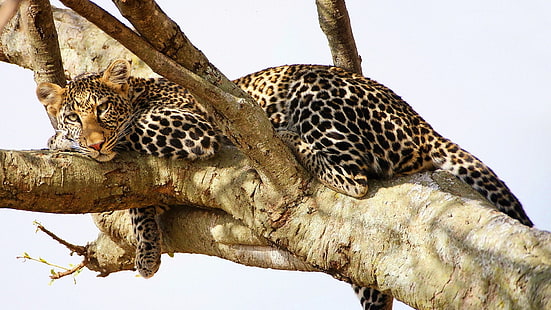 Natur, Tierwelt, Jaguare, Tiere, HD-Hintergrundbild HD wallpaper