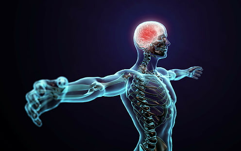 Мозг, тело, человек, нервная система человека, человек, тело, мозг, аннотация, HD обои HD wallpaper