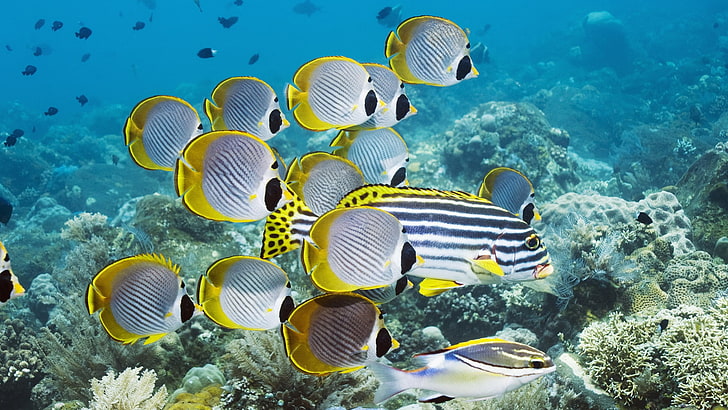school of grey-and-yellow fish, underwater, swim, ocean, coral, fish, HD wallpaper