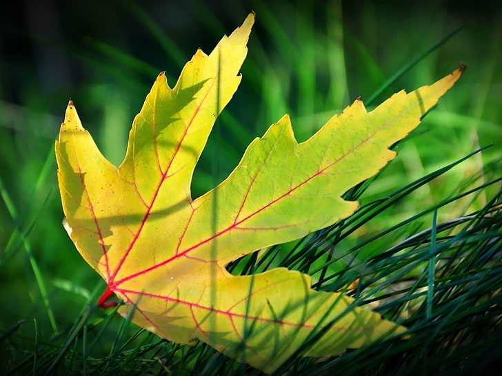 green leaf in the grass-Plant Photography widescre.., green and yellow palmate leaf, HD wallpaper