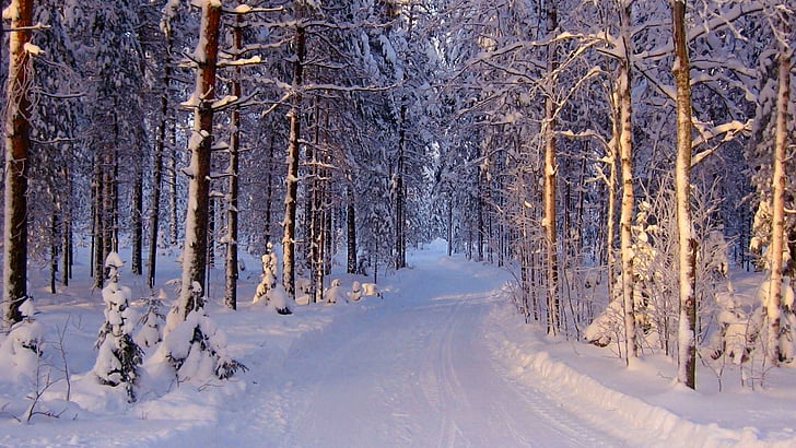 winter, snowy, forest, path, cold, snow, nature, HD wallpaper