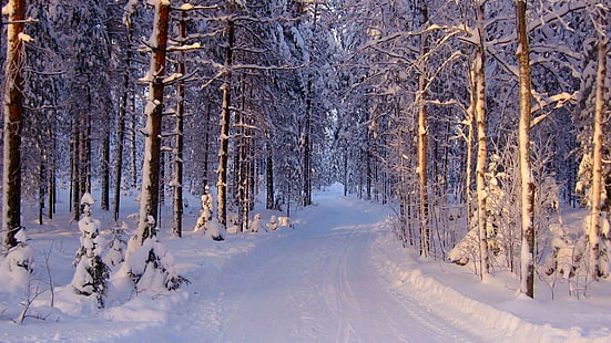 kış, karlı, orman, yol, soğuk, kar, doğa, HD masaüstü duvar kağıdı HD wallpaper