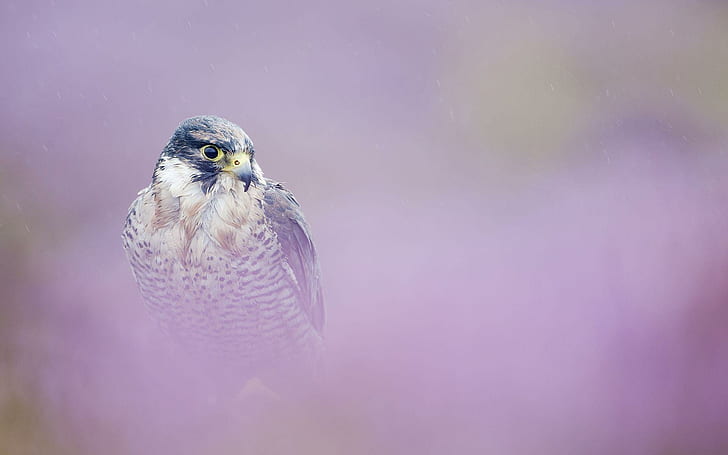 Peregrine Falcon, turul, nature, peregrine falcon, birds, predator birds, djur, falcons, HD tapet