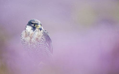 Peregrine Falcon, turul, alam, falcon peregrine, burung, burung predator, hewan, elang, Wallpaper HD HD wallpaper