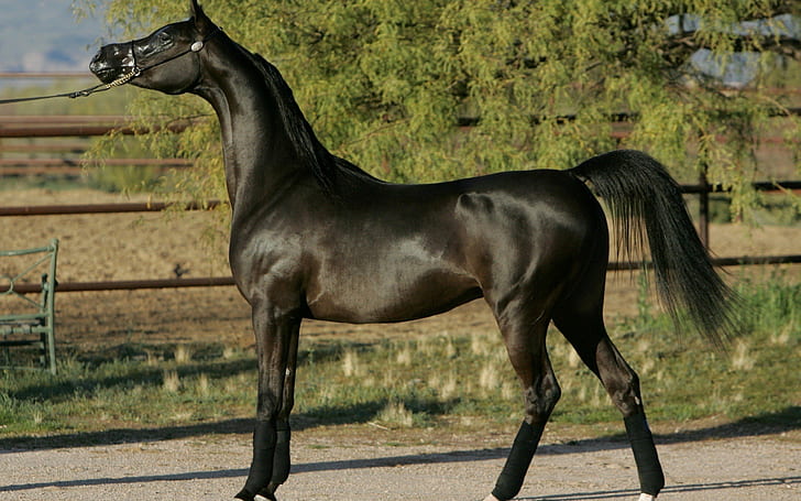 Amazing, animal, Beautiful, Beauty, black, cute, Friesian, horse, in, Netherlands, HD wallpaper