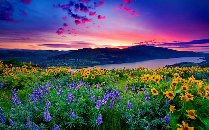 ภูมิทัศน์ธรรมชาติดอกไม้สีเหลืองและภูเขาสีน้ำเงินทะเลสาบฮิลส์เมฆสีแดงพระอาทิตย์ตกวอลเปเปอร์เดสก์ทอป HD 3840 × 2400, วอลล์เปเปอร์ HD