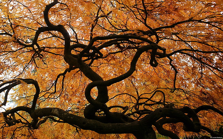 Japanska lönnlöv på hösten-Windows 10 Wallpap .., brunbladigt träd, HD tapet