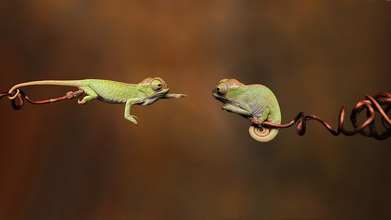 two green chamelions, bokeh photo of two chameleons during daytime, animals, green, chameleons, blurred, hope, twigs, reptiles, jumping, wildlife, digital art, branch, simple background, nature, HD wallpaper HD wallpaper