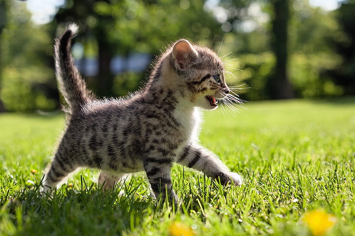 회색 얼룩 고양이, 고양이, 산책, 잔디, 아이, HD 배경 화면