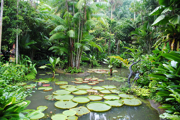zielona lilia, drzewa, oczko wodne, ogród, Singapur, krzewy, lilie wodne, Ogrody Botaniczne, Tapety HD